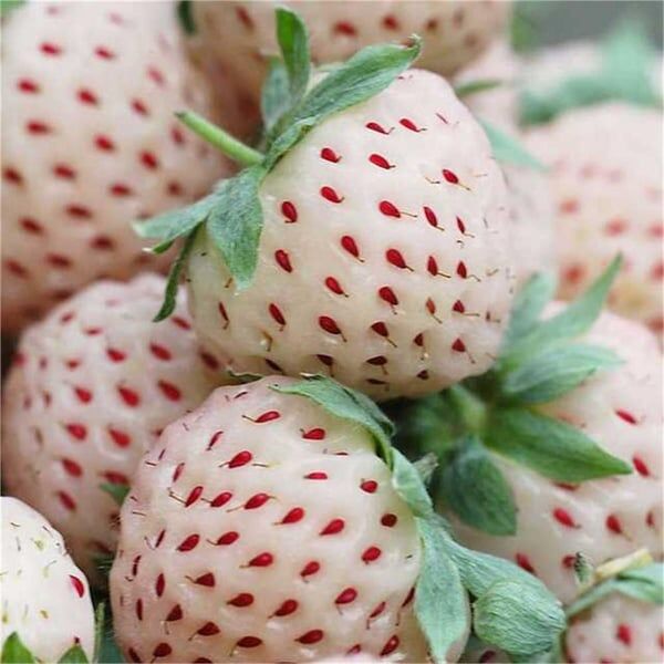 Pineberry (Beyaz Çilek)
